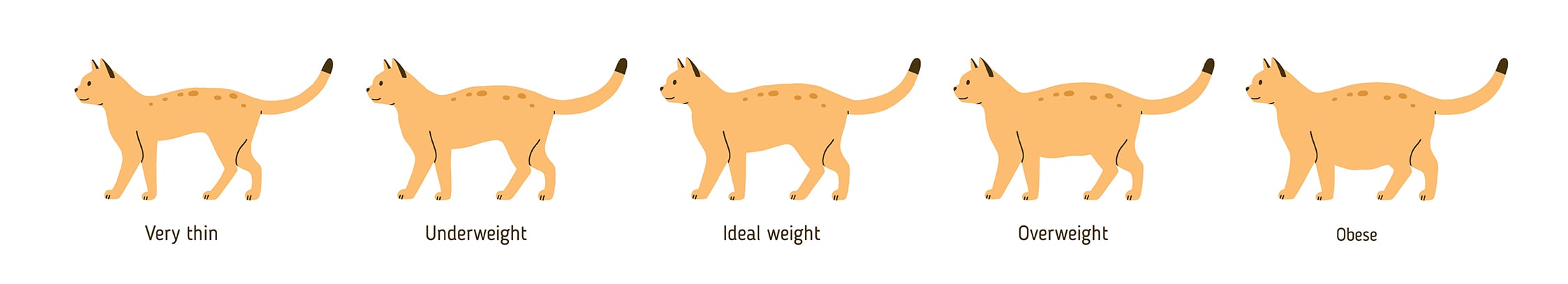 Overweight cat chart, Tuscon vet